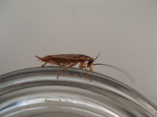 How to prevent roach infestation