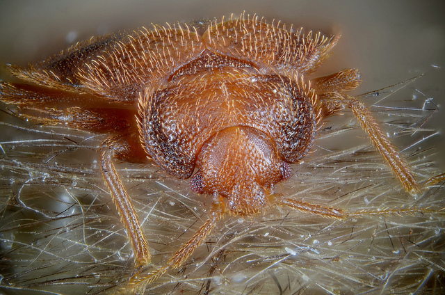 The Perils of bedbugs