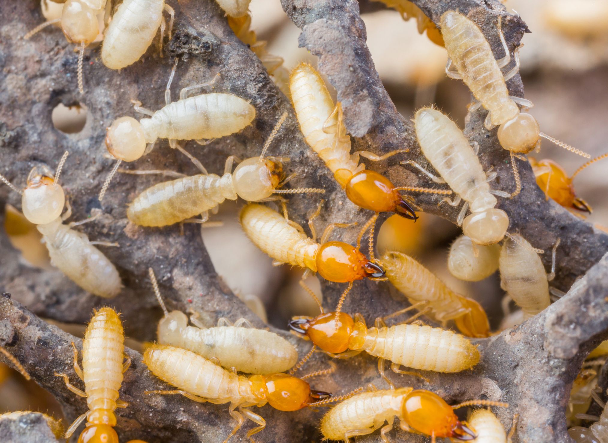 Best Termite Control Phoenix Company