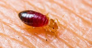 Bed Bug Pest Control Tips